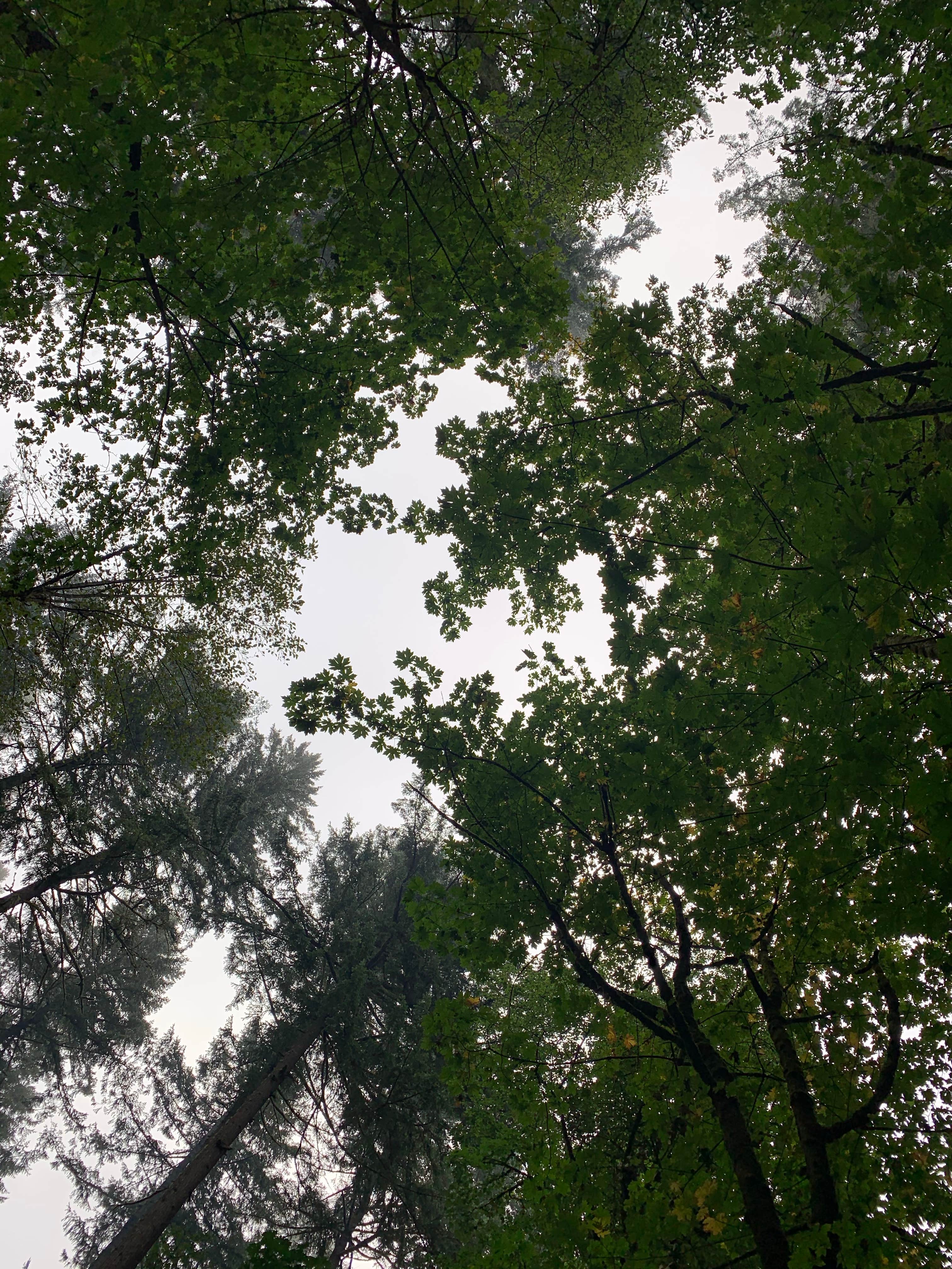 Camper-submitted photo at Battle Ground Lake State Park Campground near Yacolt, WA