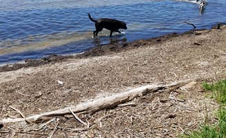 Amy P.'s photo of camping with pets at High Cliff State Park Campground near Kaukauna, WI