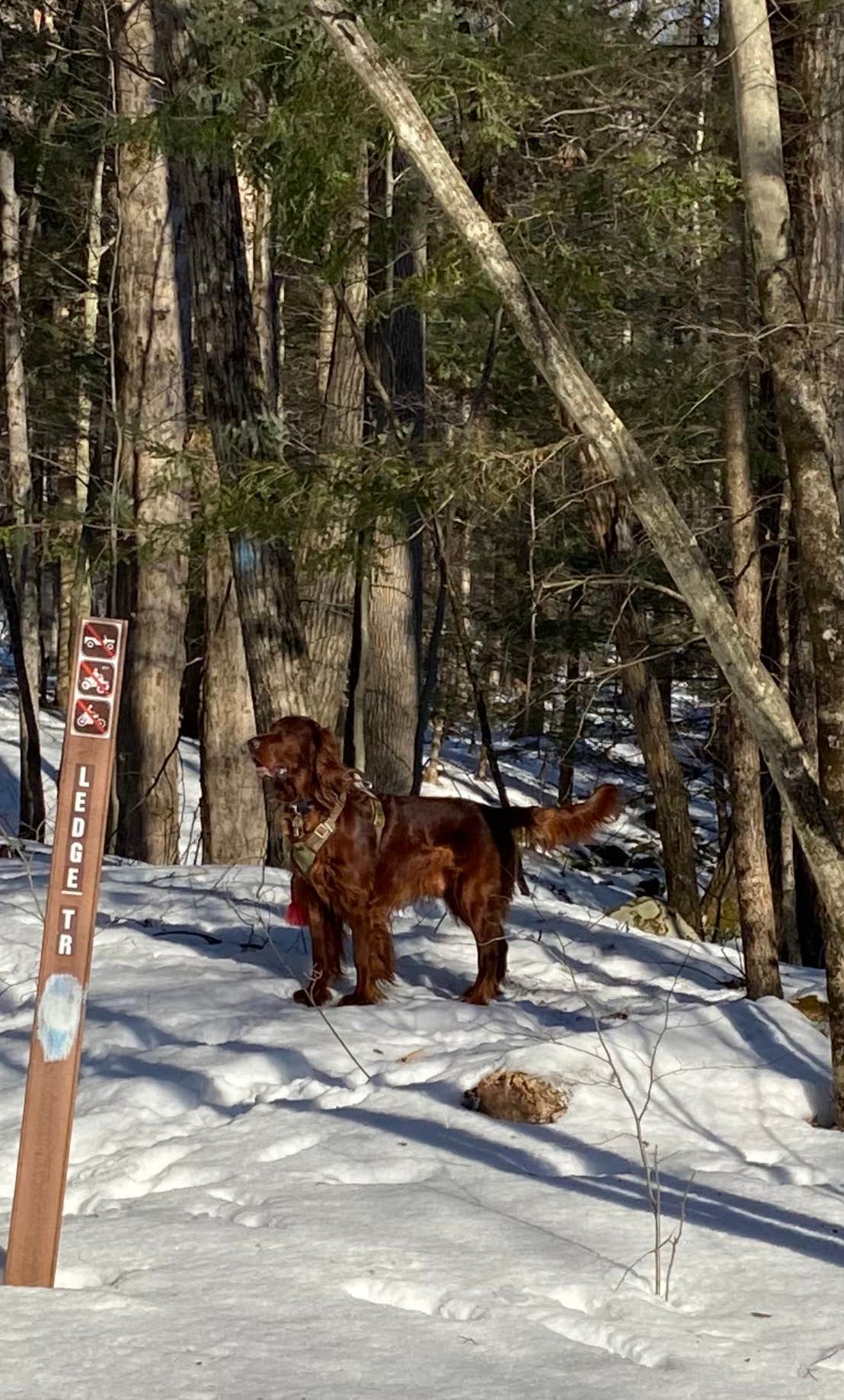 Cheryl B.'s photo of camping with pets at October Mountain State Forest Campground near Stephentown, NY