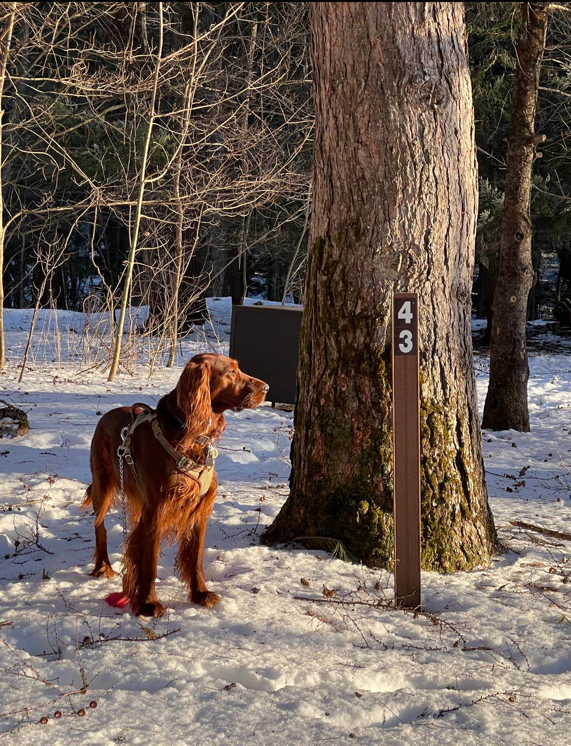 Cheryl B.'s photo of camping with pets at October Mountain State Forest Campground near Averill Park, NY