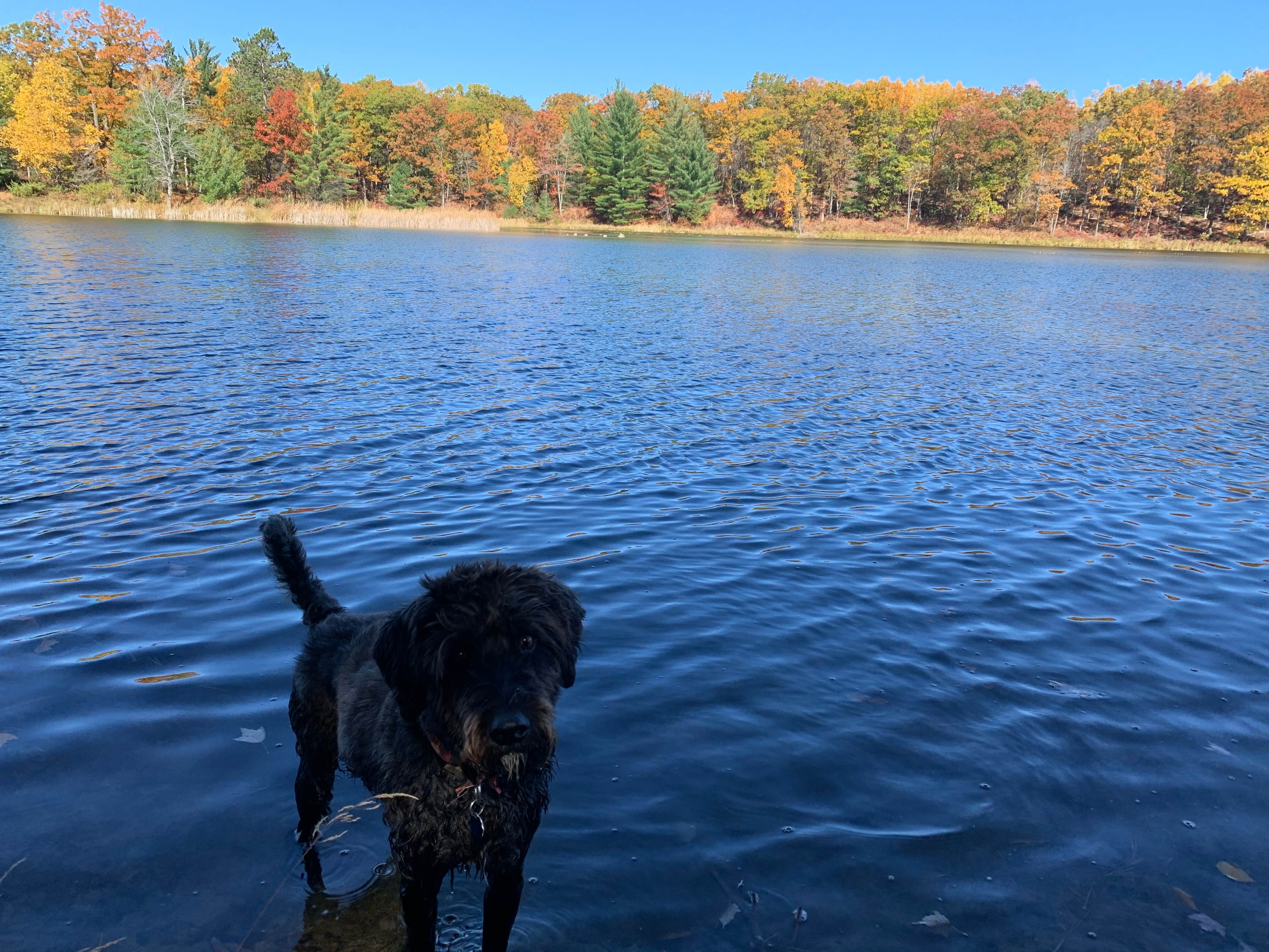 Kate K.'s photo of camping with pets at Trout Lake near Clare, MI
