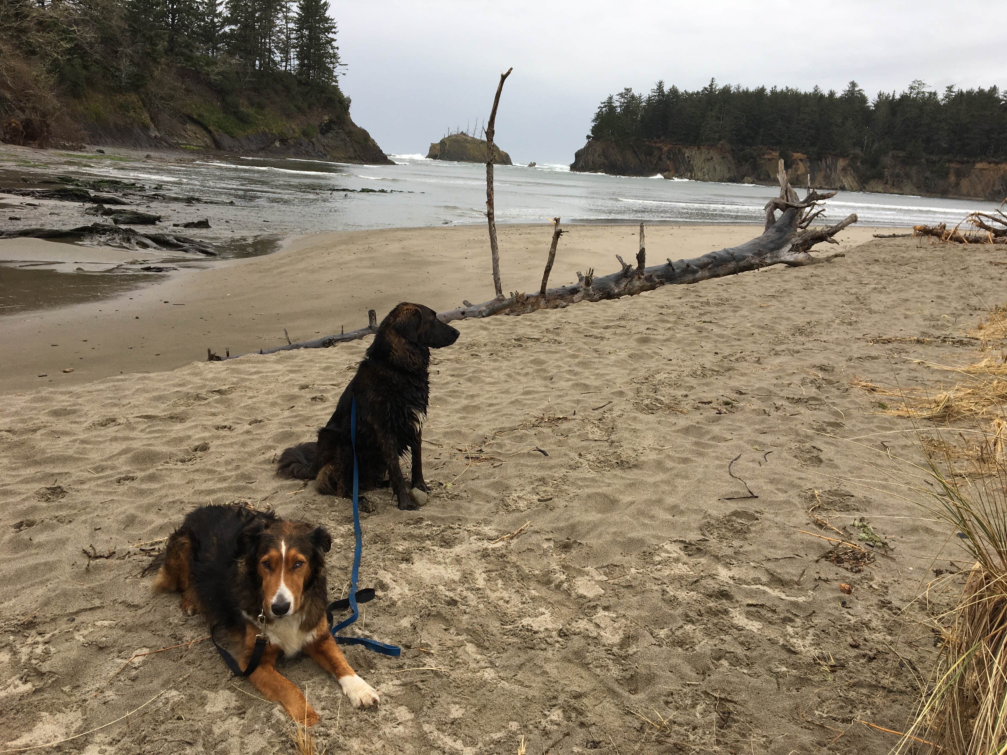 Rocco's photo of camping with pets at Sunset Bay State Park Campground near North Bend, OR