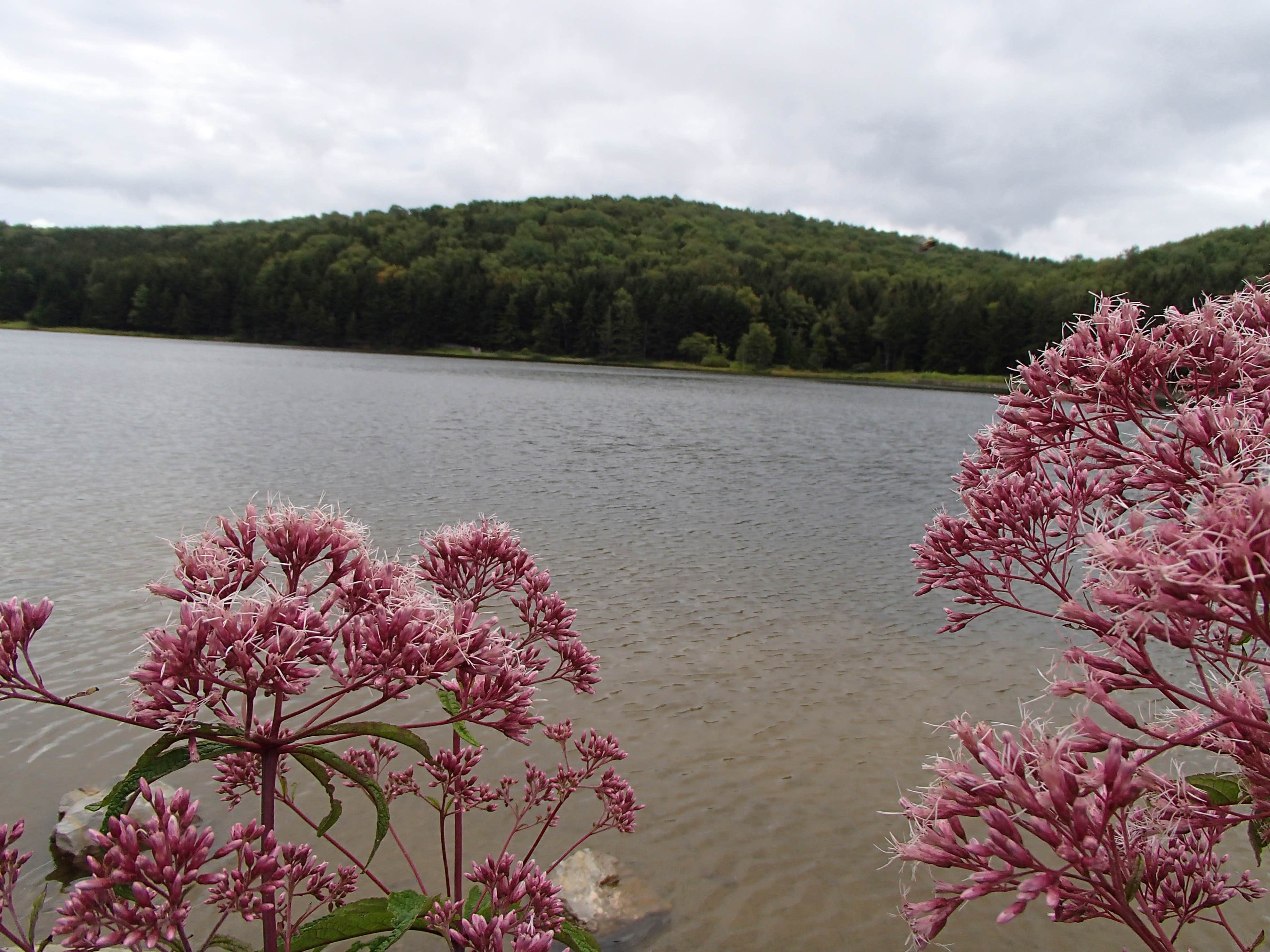 Camper-submitted photo at Spruce Knob Lake Campground near Glady, WV