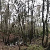 Review photo of Magnolia Campground — O'Leno State Park by Angela M., March 5, 2021