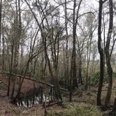 Review photo of O'Leno State Park by Angela M., March 5, 2021