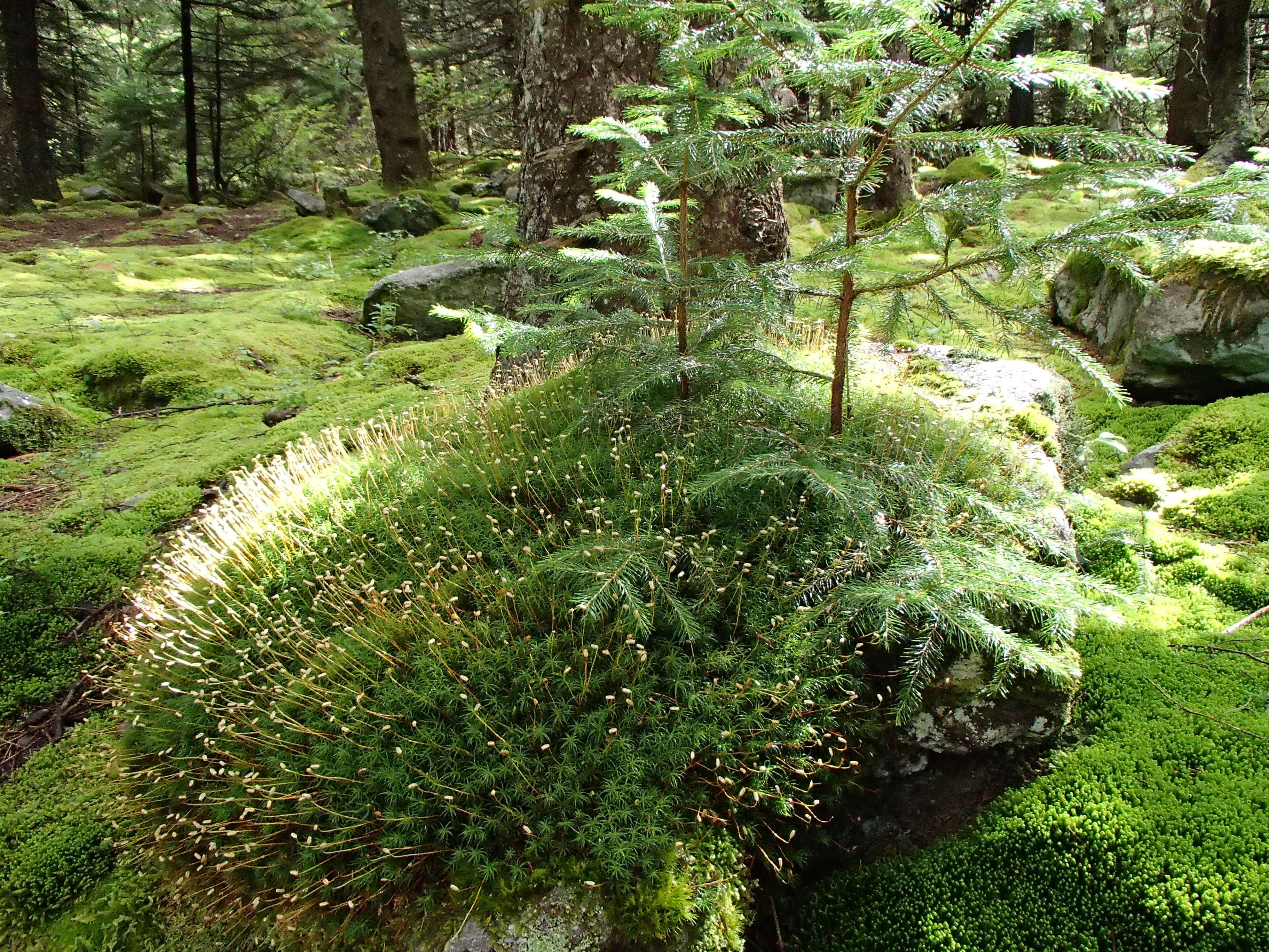 Camper-submitted photo at Laurel Fork Campground near Glady, WV