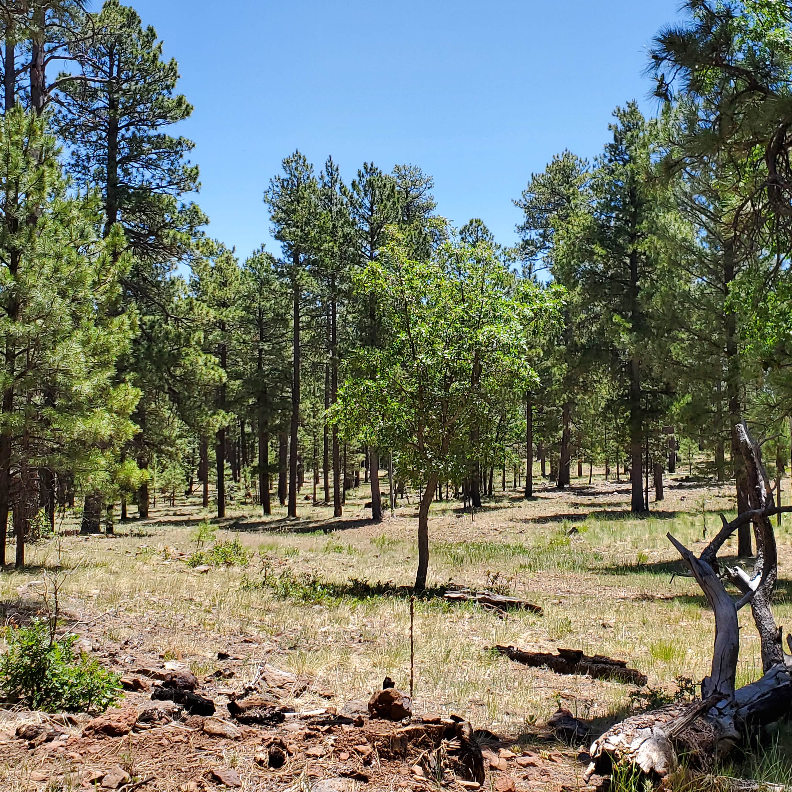 Camper-submitted photo at Dispersed Camping FS 124 near Happy Jack, AZ