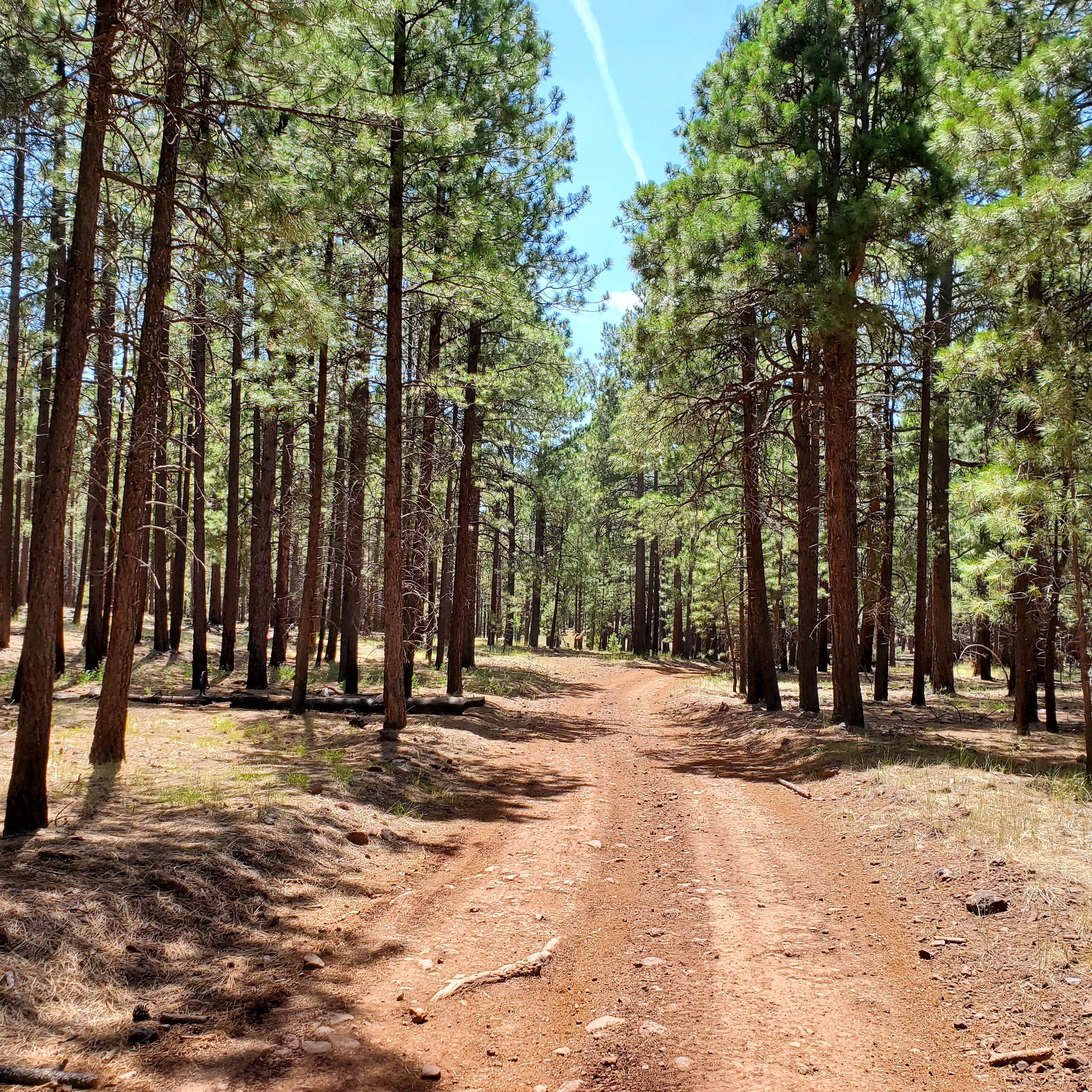 Camper-submitted photo at Dispersed Camping FS 124 near Happy Jack, AZ