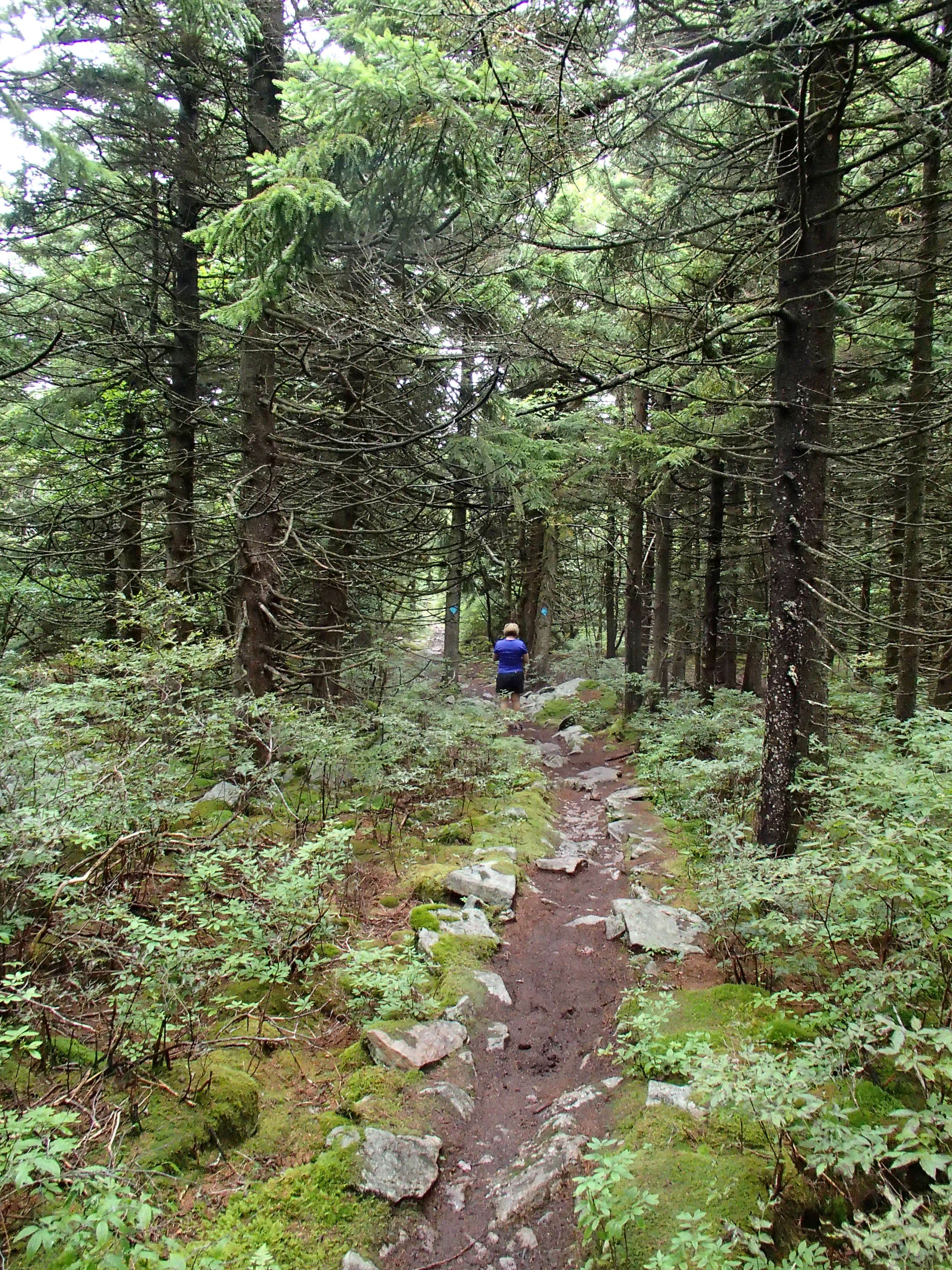 Camper-submitted photo at Laurel Fork Campground near Glady, WV