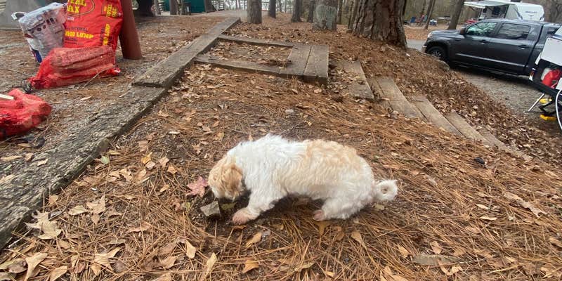 Camper submitted image from High Falls State Park Campground