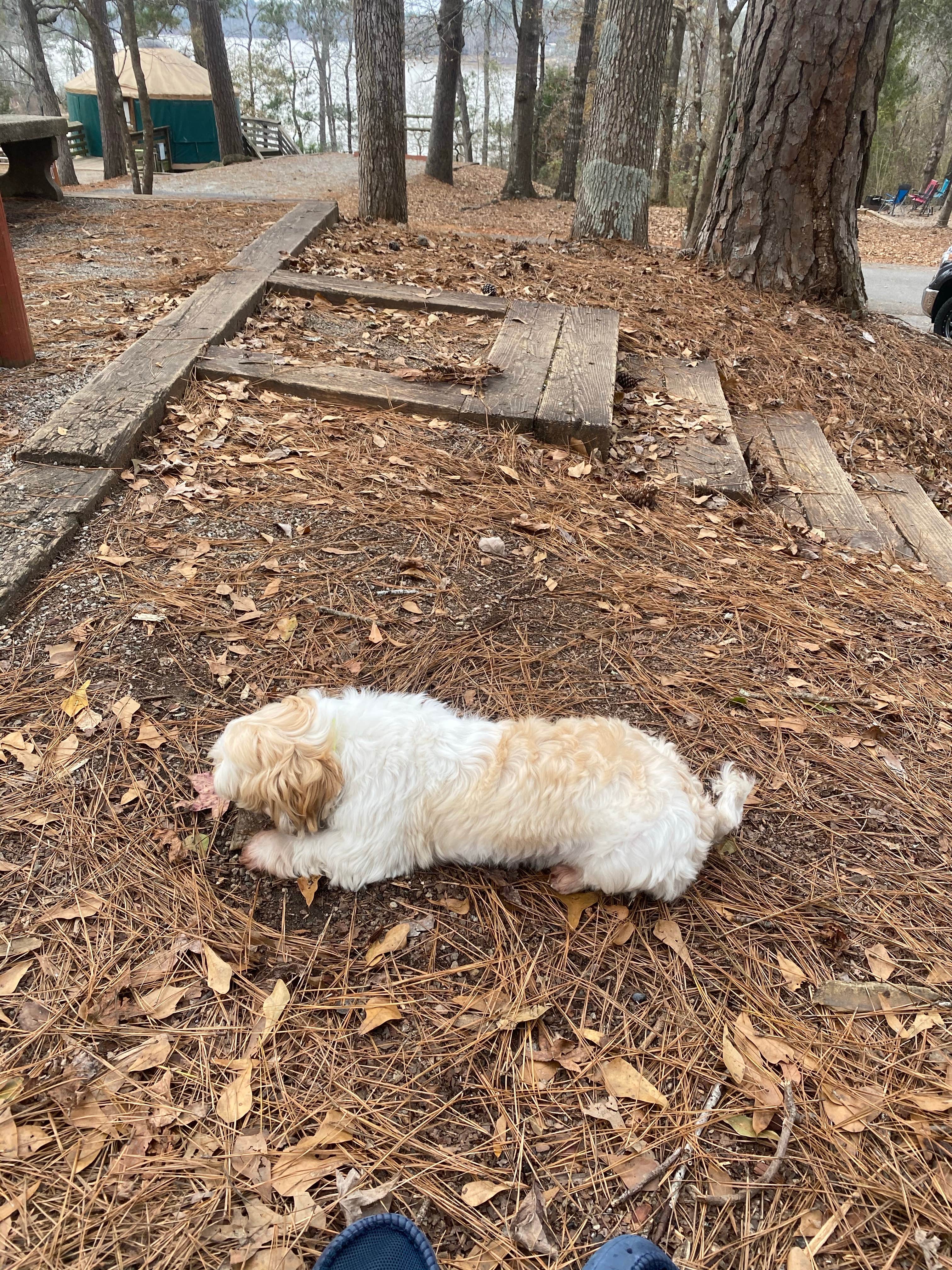 NgaoKamping's photo of camping with pets at High Falls State Park Campground near Mansfield, GA