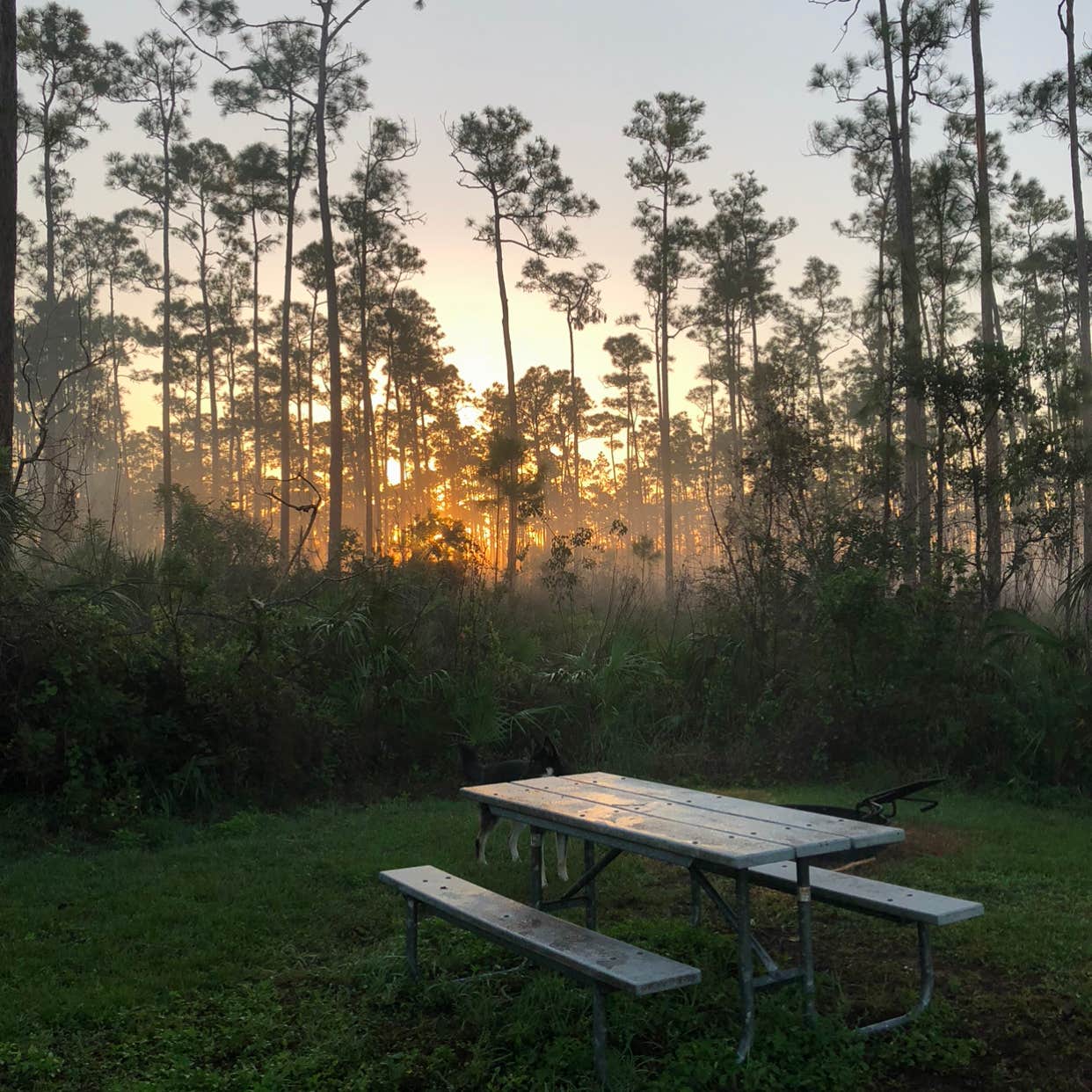 Long Pine Key Campground — Everglades National Park
