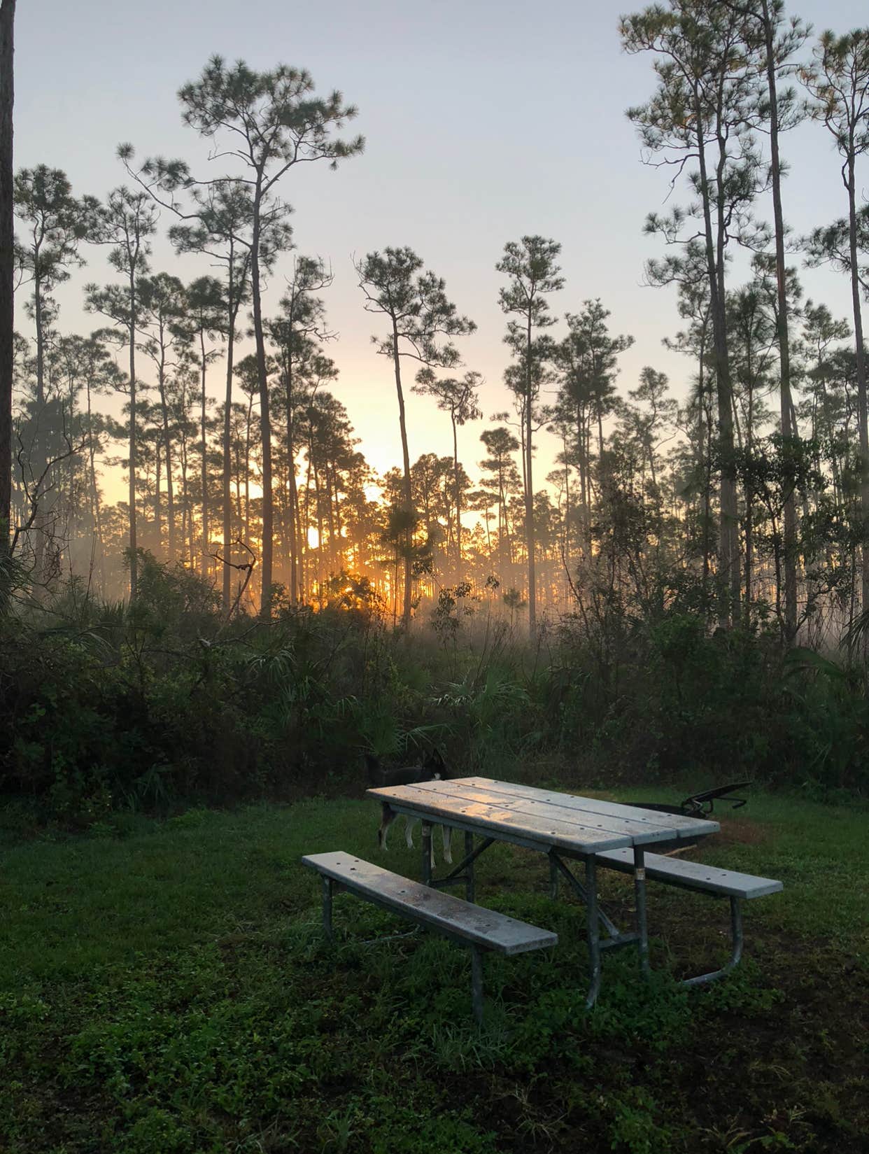 Camper submitted image from Long Pine Key Campground — Everglades National Park - 1