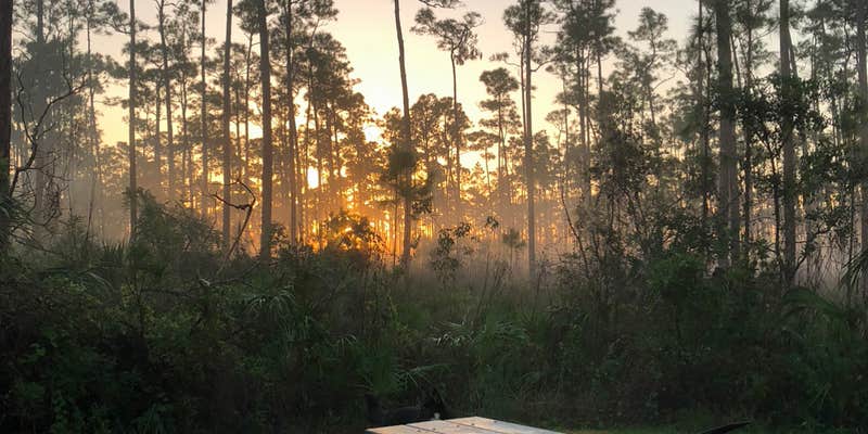 Camper submitted image from Long Pine Key Campground — Everglades National Park