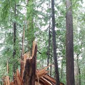 Review photo of Jedidiah Smith Campground — Redwood National Park by Deleting App D., March 6, 2021