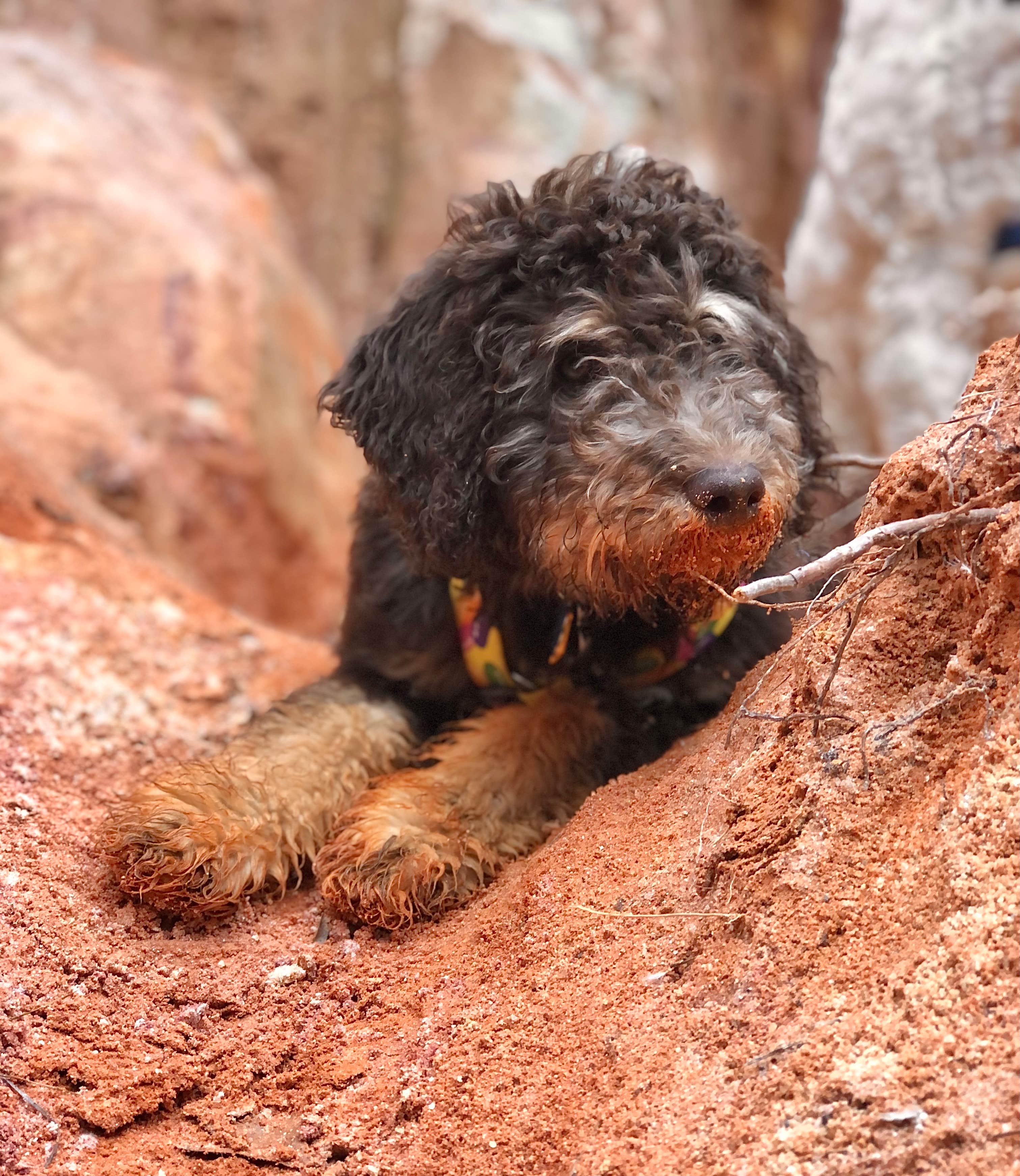 Kayln T.'s photo of camping with pets at Providence Canyon State Park Campground near Fort Benning, GA