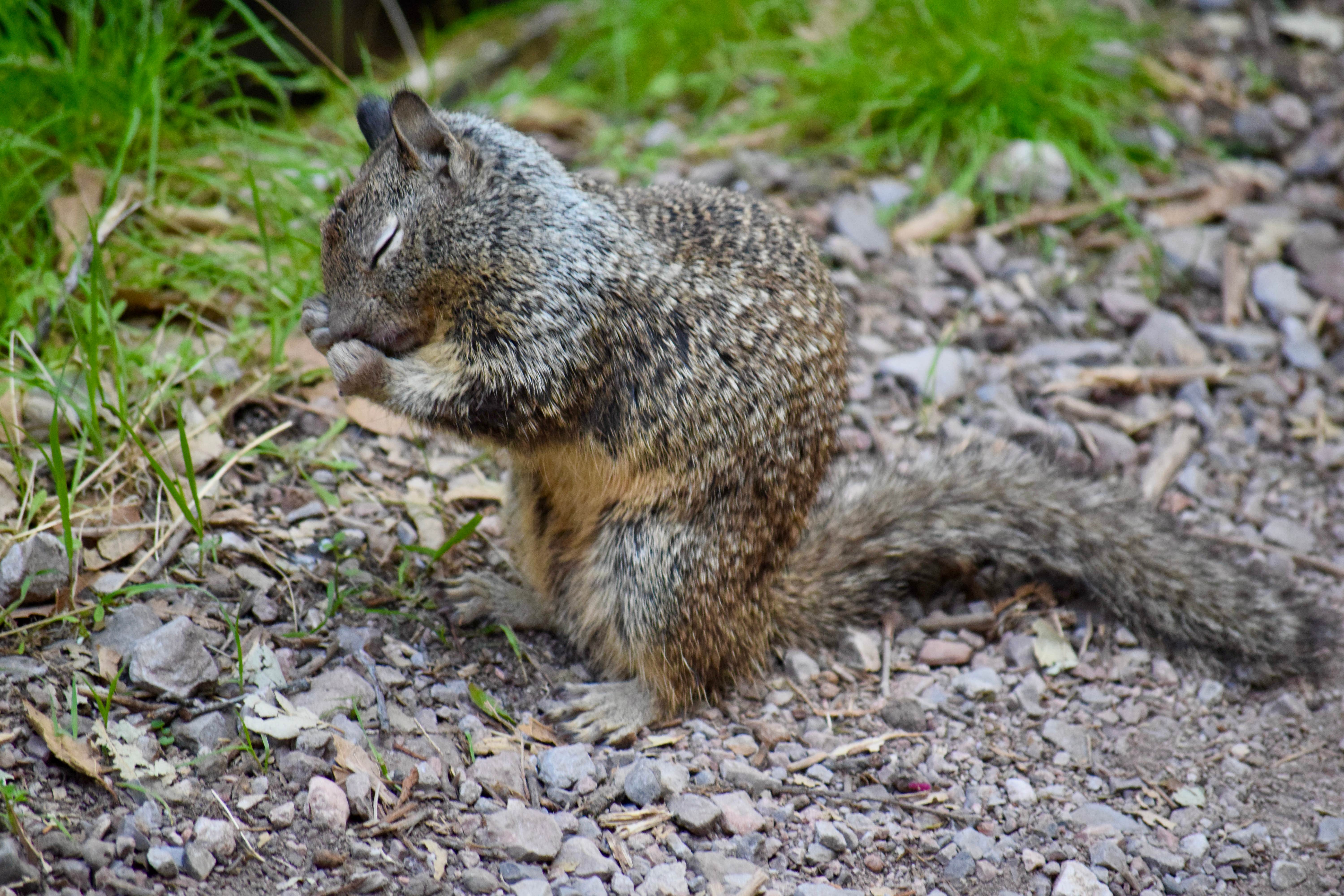 Laura M.'s photo of camping with pets at Pinnacles Campground — Pinnacles National Park near Carmel Valley Village, CA