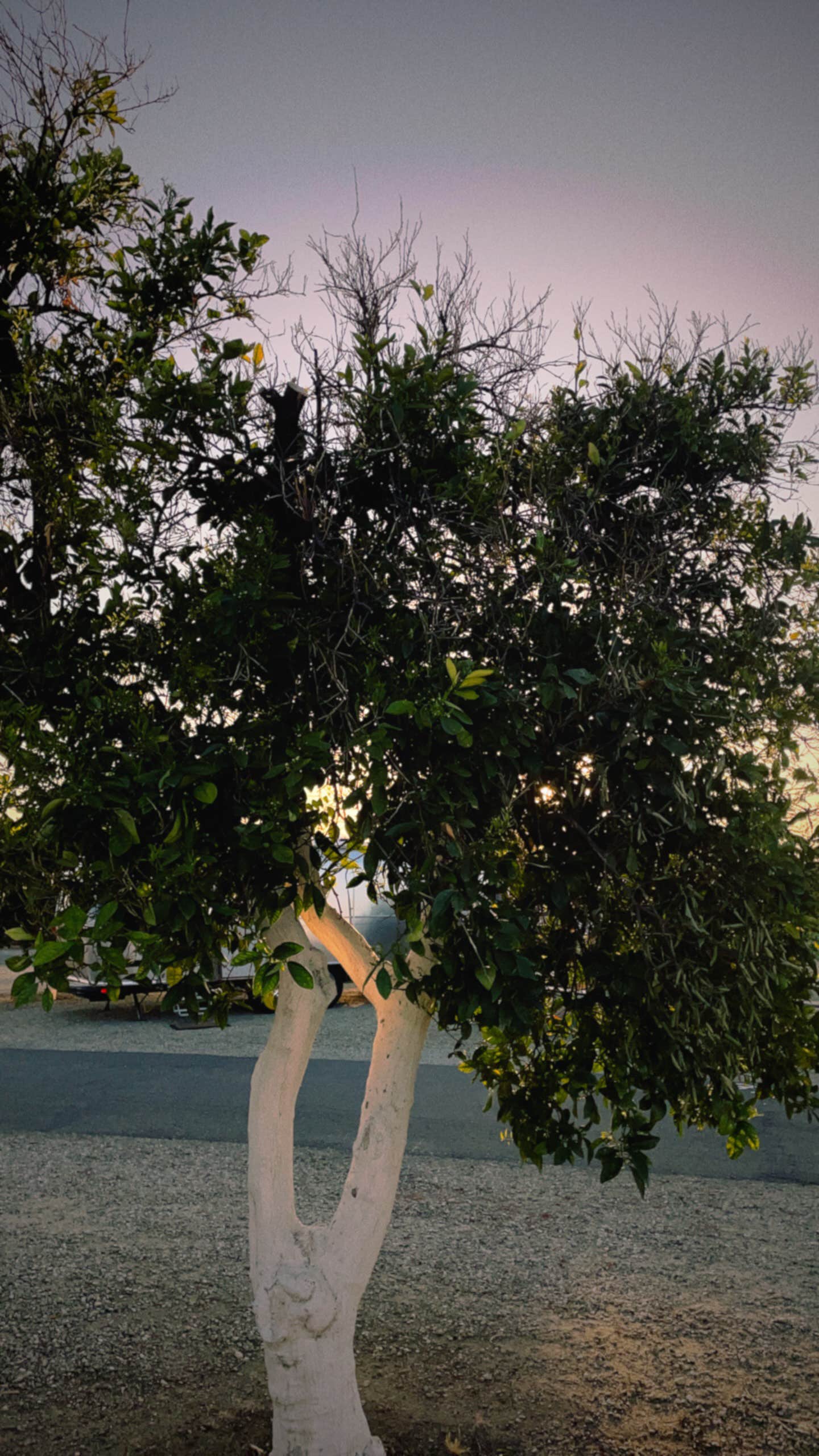 Camper-submitted photo at Orange Grove RV Park near Onyx, CA