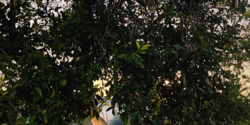 Camper submitted image from Orange Grove RV Park