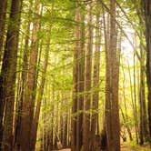 Review photo of Albee Creek Campground — Humboldt Redwoods State Park by Corey O., March 7, 2021