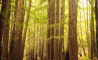 Corey O.'s photo at Albee Creek Campground — Humboldt Redwoods State Park near Phillipsville, CA