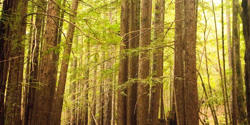 Camper submitted image from Albee Creek Campground — Humboldt Redwoods State Park