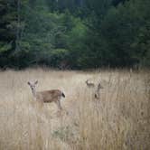 Review photo of Albee Creek Campground — Humboldt Redwoods State Park by Corey O., March 7, 2021