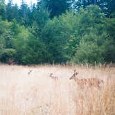 Review photo of Albee Creek Campground — Humboldt Redwoods State Park by Corey O., March 7, 2021