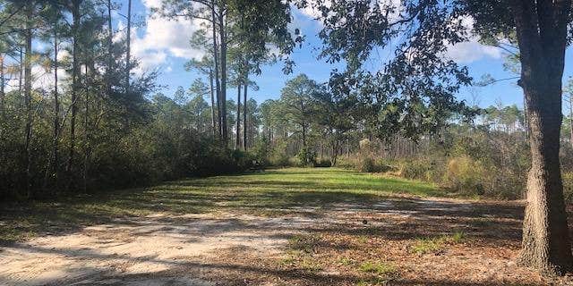 Camper submitted image from Tate's Hell State Forest High Bluff Primitive Campsites, FL