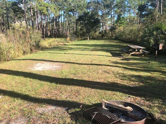 Camper submitted image from Tate's Hell State Forest High Bluff Primitive Campsites, FL - 2