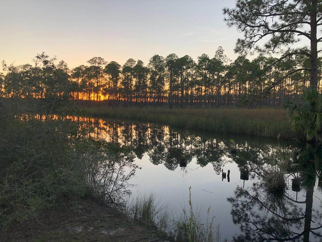 Camper submitted image from Tate's Hell State Forest High Bluff Primitive Campsites, FL - 5