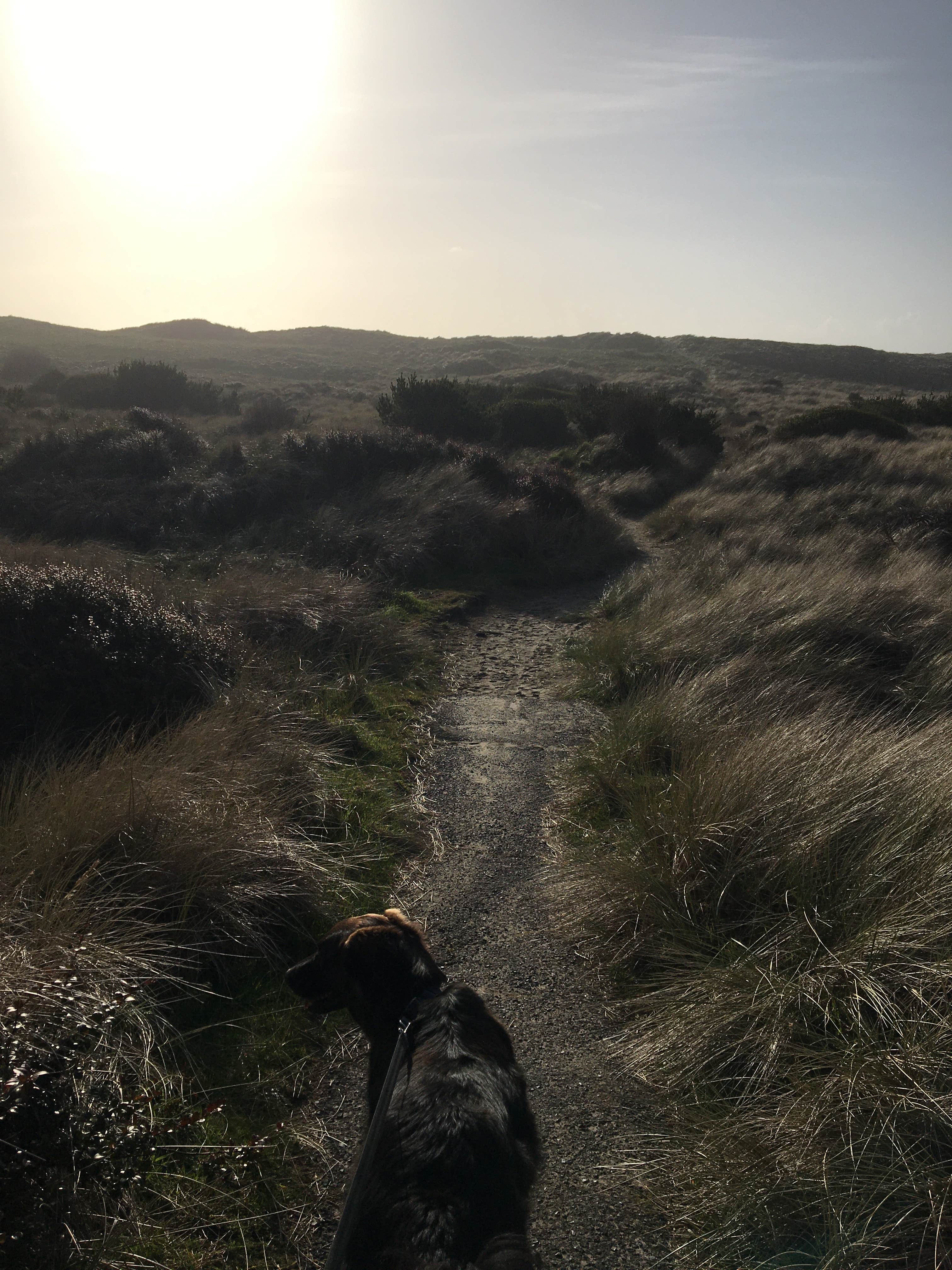 Rocco's photo of camping with pets at South Beach State Park Campground near Lincoln City, OR