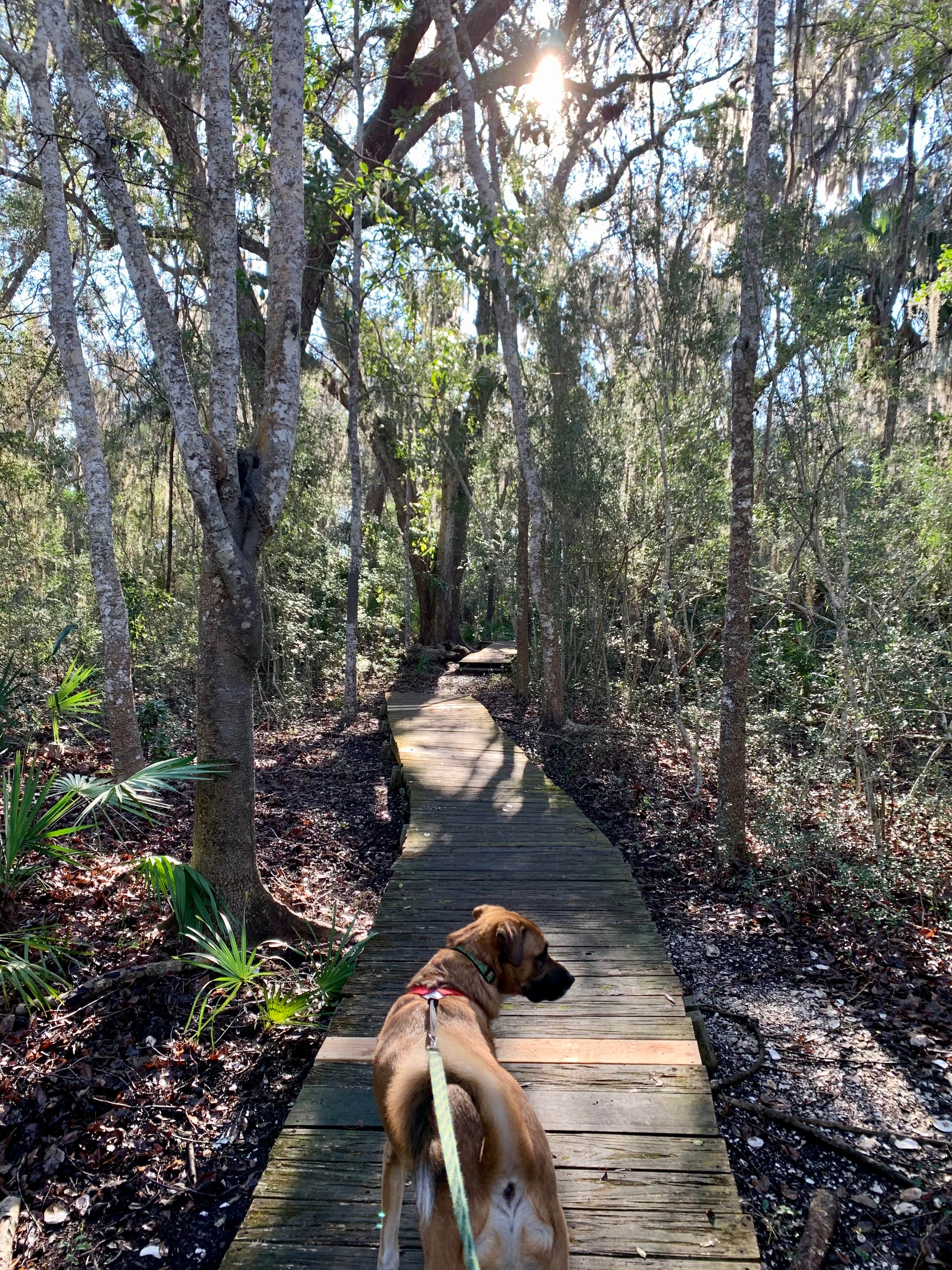 Karlyn L.'s photo of camping with pets at Crooked River State Park Campground near Fernandina Beach, FL