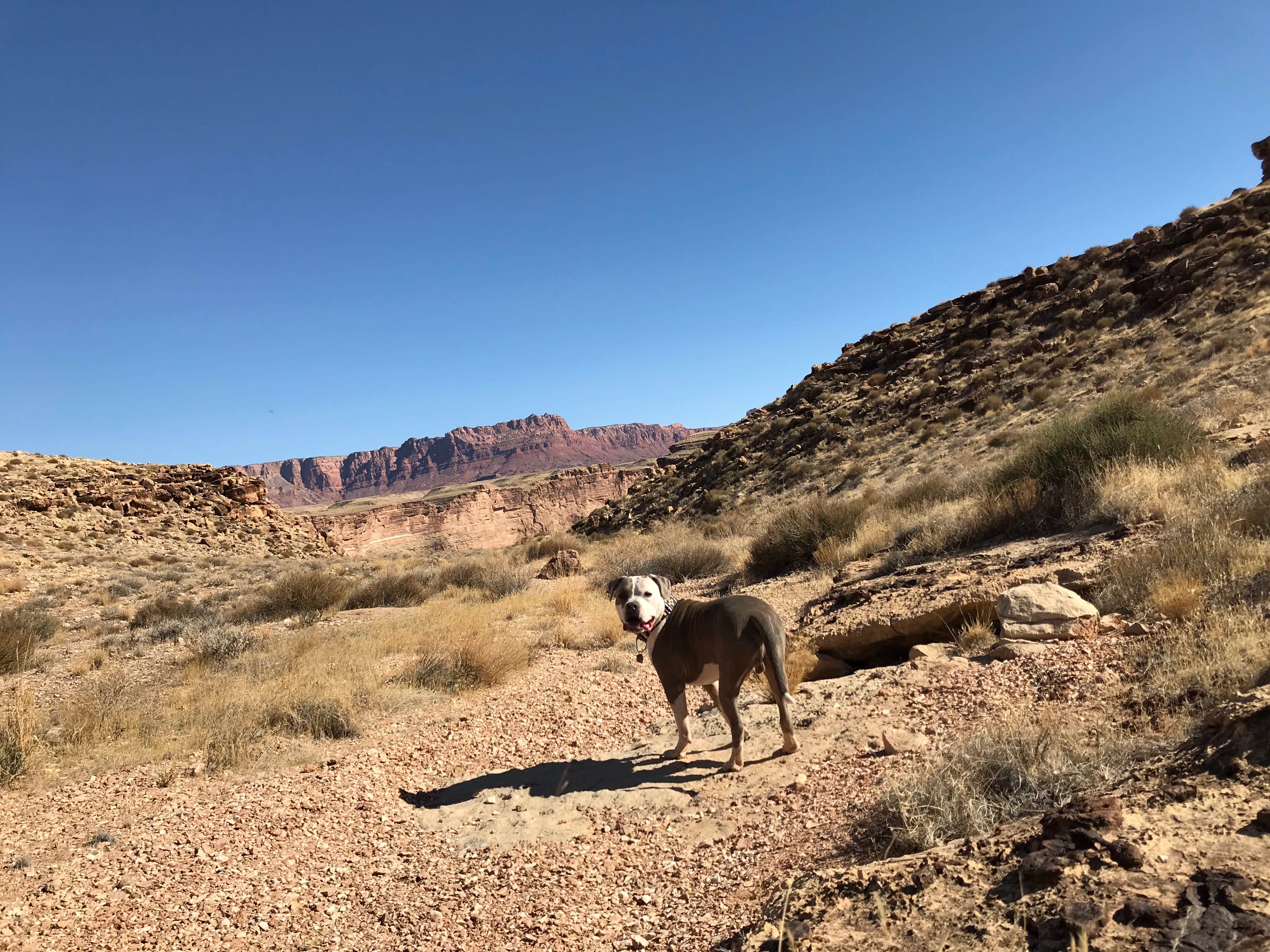 Camper submitted image from Soap Creek - Dispersed Camping - 1