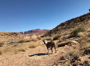 Soap Creek - Dispersed Camping
