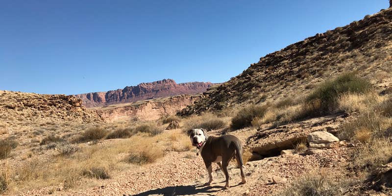 Camper submitted image from Soap Creek - Dispersed Camping