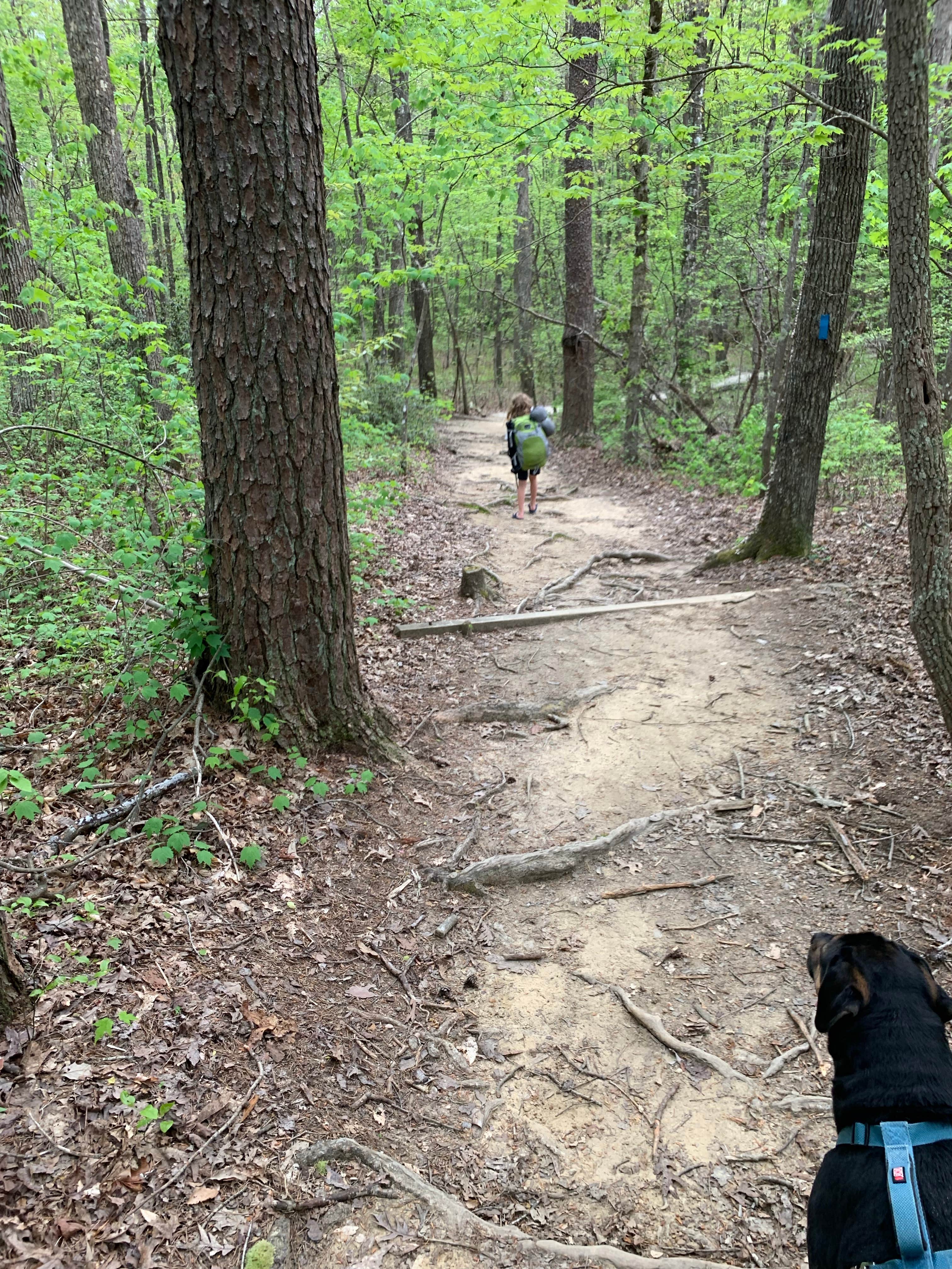 Camper submitted image from Stone Door Campground — Savage Gulf State Park - 1