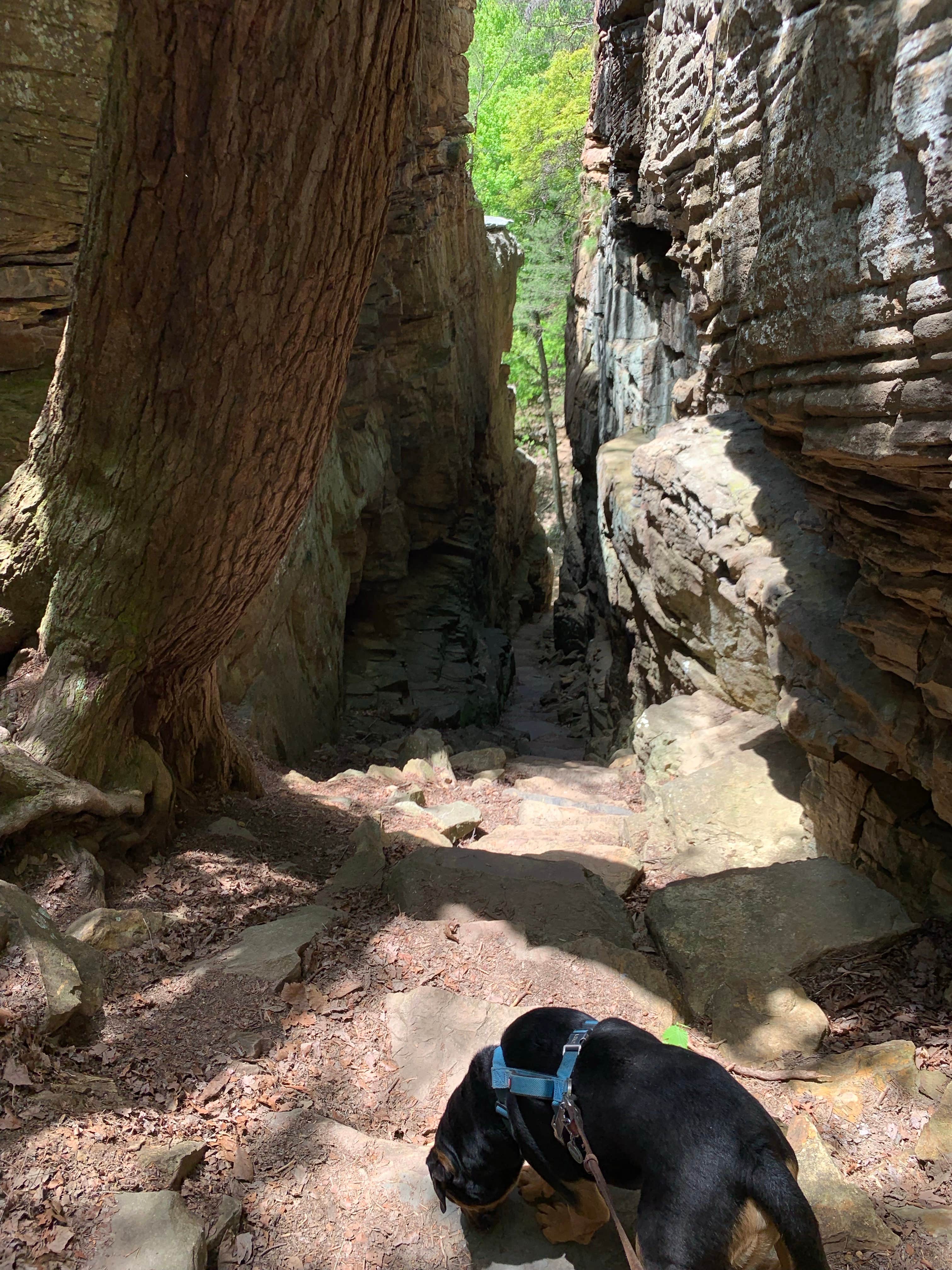 Robbie M.'s photo of camping with pets at Stone Door Campground — Savage Gulf State Park near Tracy City, TN
