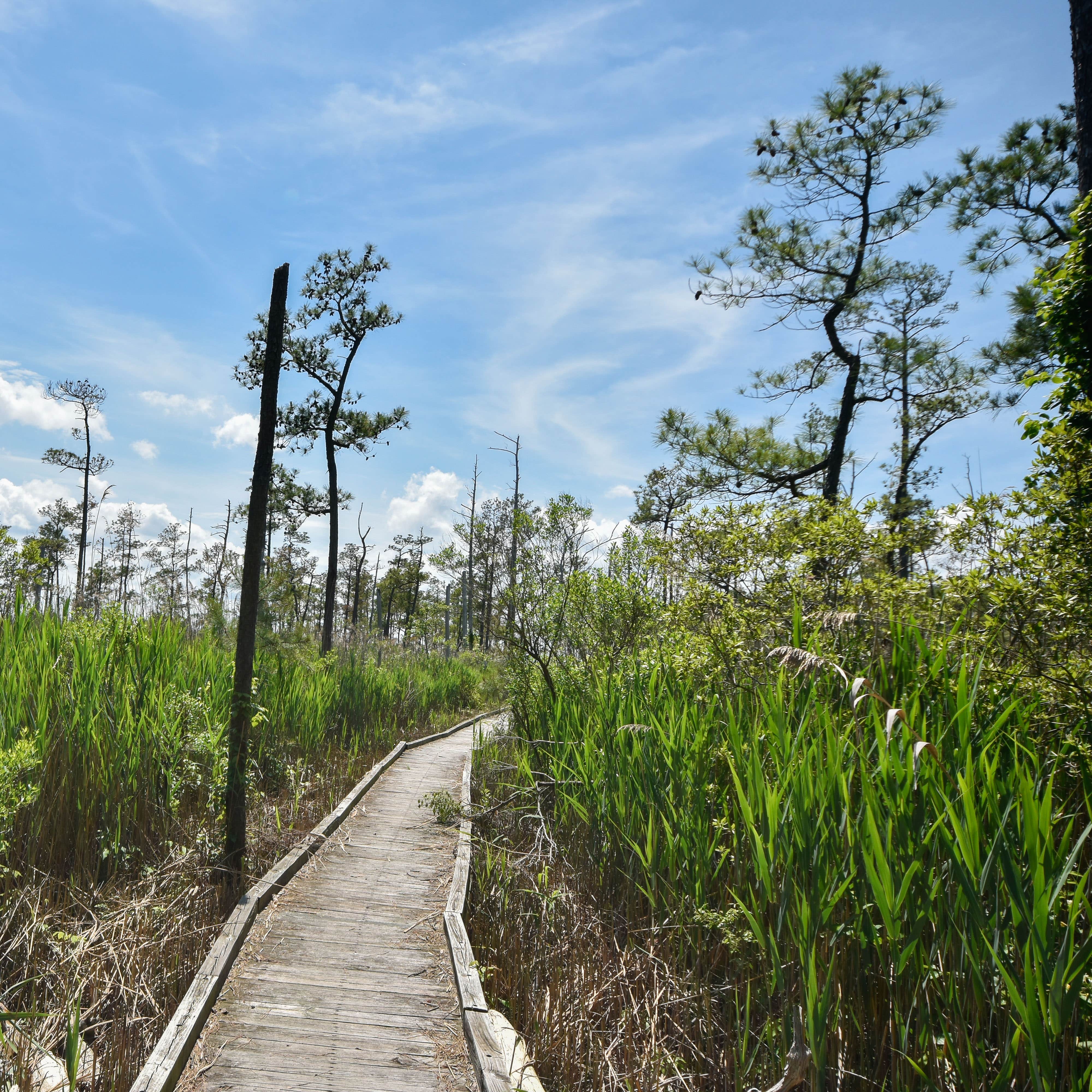 Camper submitted image from Point Lookout State Park - Temporarily Closed - 3