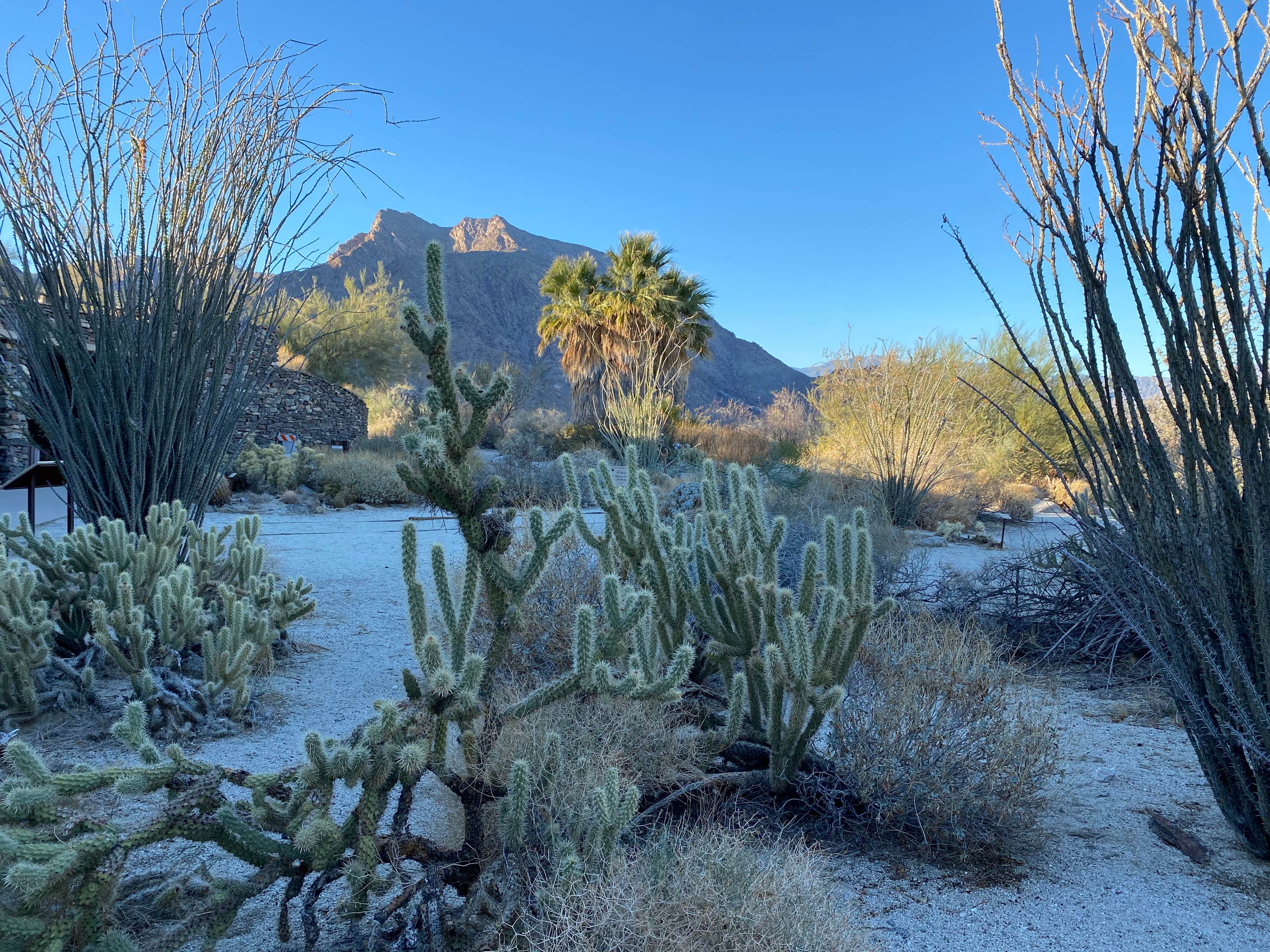 Camper submitted image from Borrego Palm Canyon Campground — Anza-Borrego Desert State Park - 1