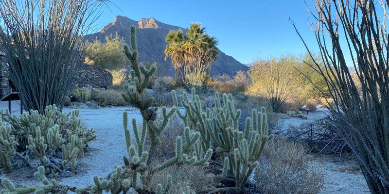 Camper submitted image from Borrego Palm Canyon Campground — Anza-Borrego Desert State Park