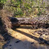 Review photo of Torreya State Park Campground by Rachel G., March 10, 2021