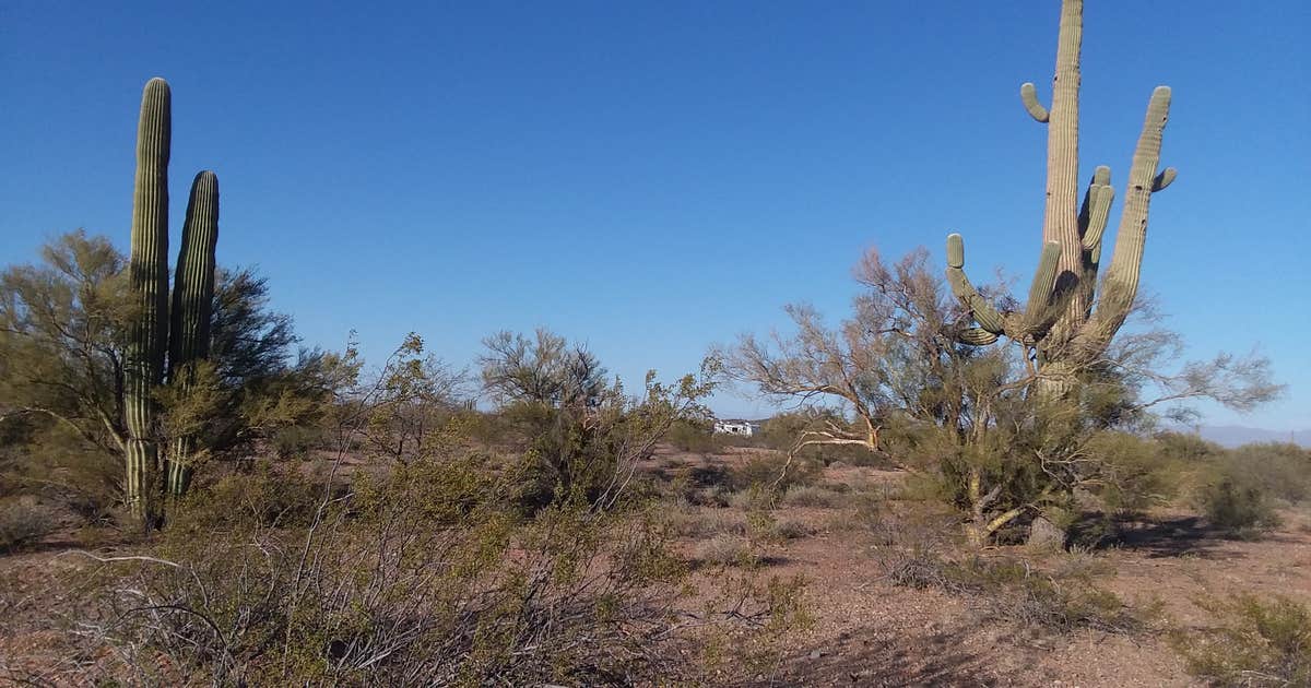Saguaro cacti, SE of San Manuel, AZ, Saguaro cacti, SE of S…