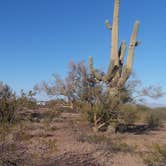 Review photo of BLM Ironwood Forest National Monument - Pipeline Rd Dispersed camping by Kimberly , March 11, 2021