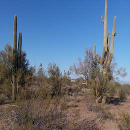 BLM Ironwood Forest National Monument - Pipeline Rd Dispersed camping