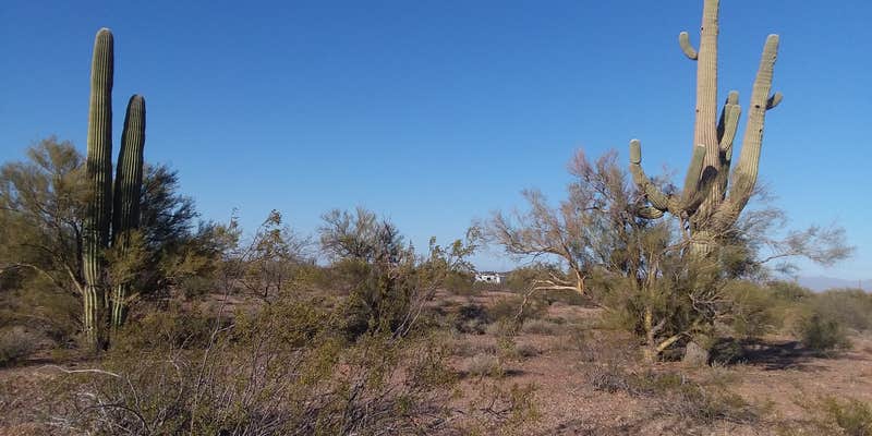 Camper submitted image from BLM Ironwood Forest National Monument - Pipeline Rd Dispersed camping