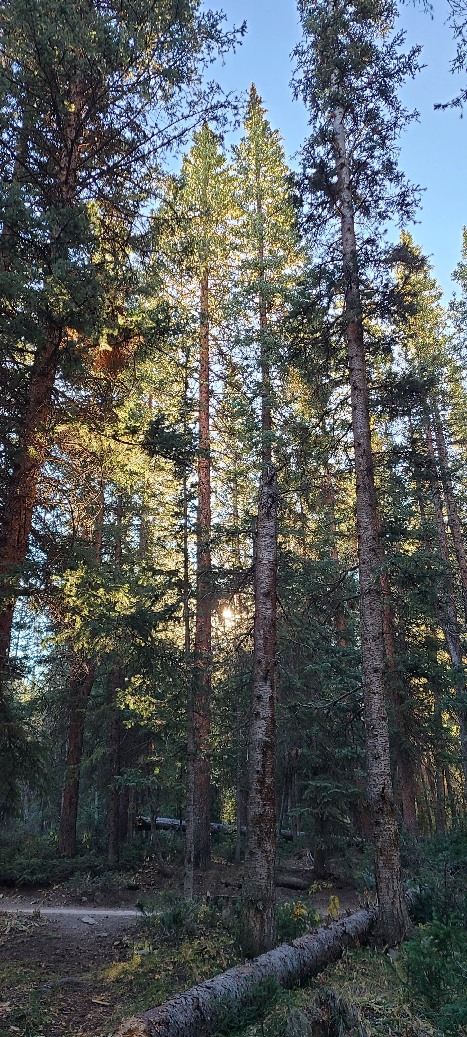 Camper-submitted photo at Portal Campground near Granite, CO