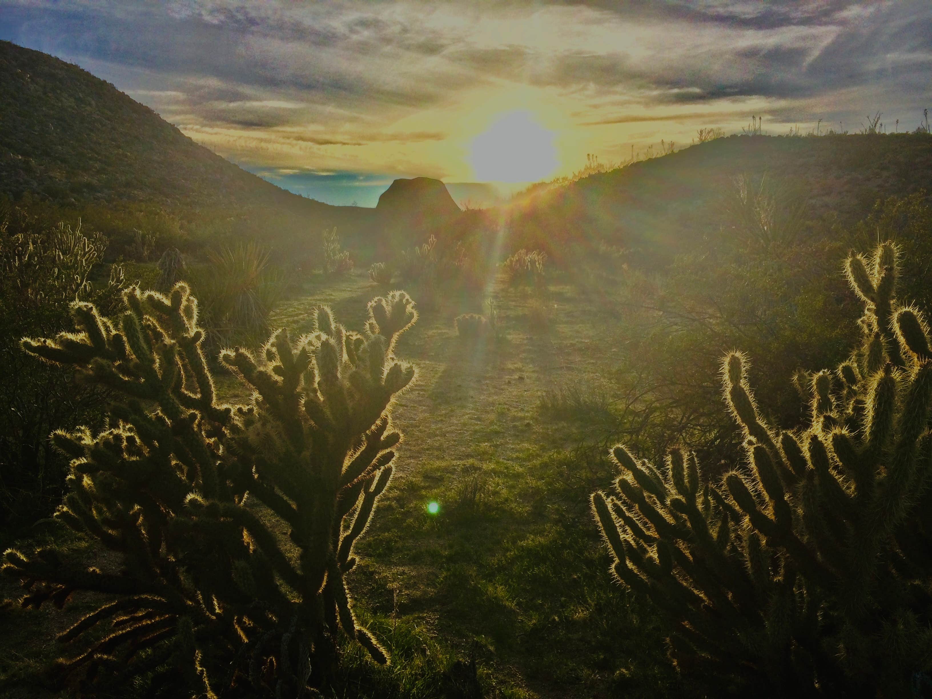 Camper submitted image from Blair Valley Primitive Campground — Anza-Borrego Desert State Park - 1