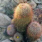 Review photo of Blair Valley Primitive Campground — Anza-Borrego Desert State Park by Jeremy A., March 11, 2021