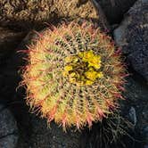 Review photo of Blair Valley Primitive Campground — Anza-Borrego Desert State Park by Jeremy A., March 11, 2021